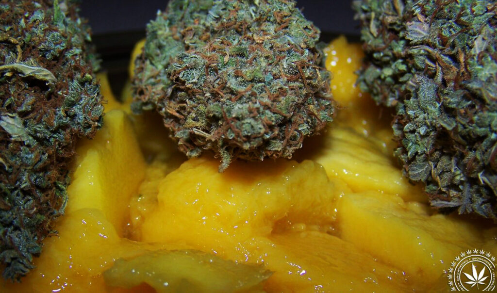 mango wzmacnia haj po zapaleniu trawki!