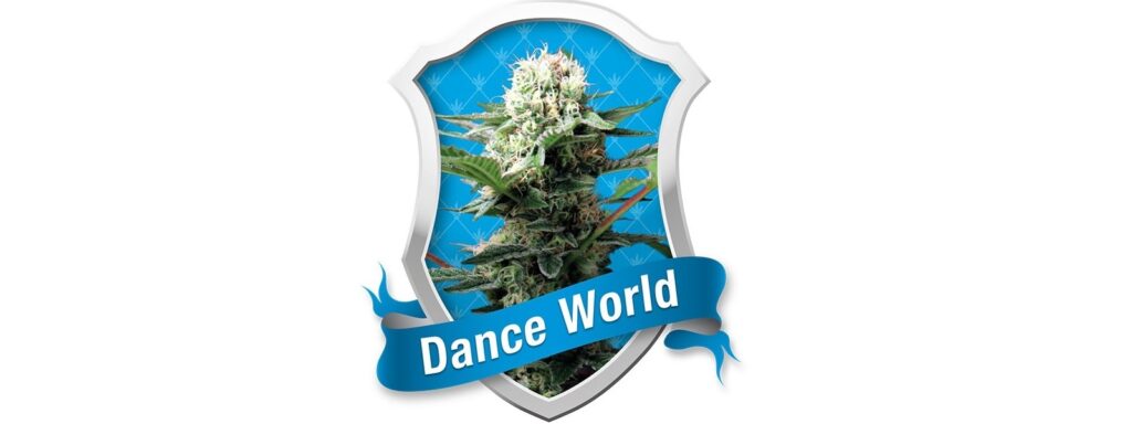 dance world, nasiona marihuany