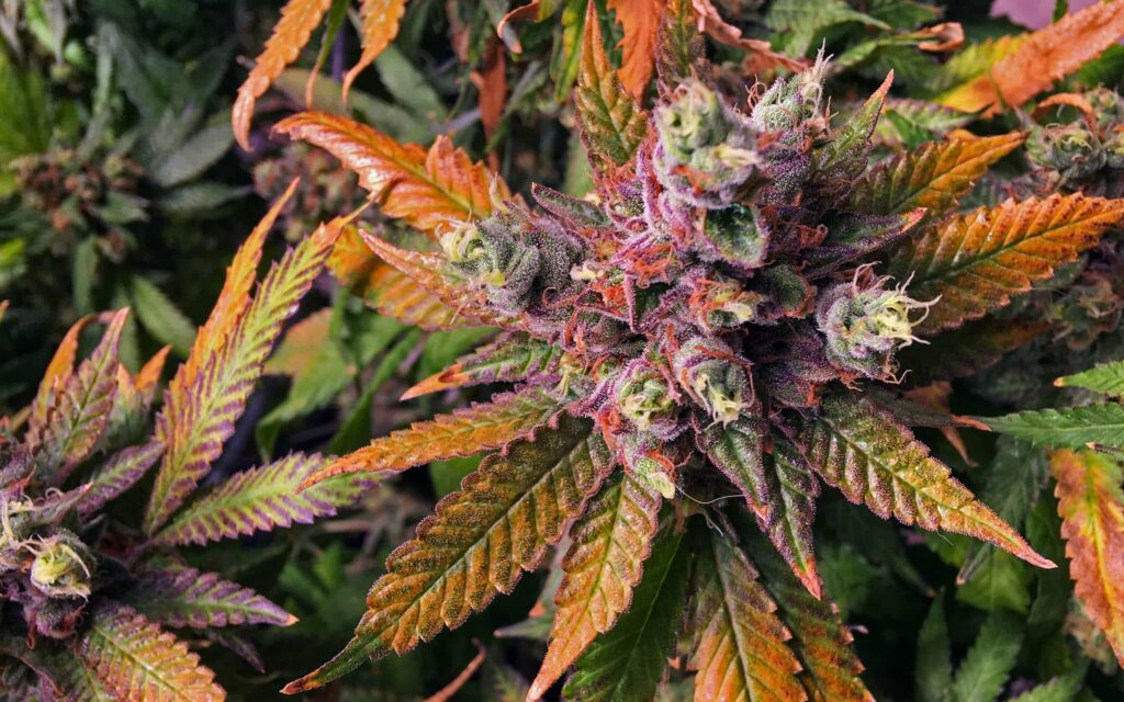 Różowa, fioletowa i czarna trawka