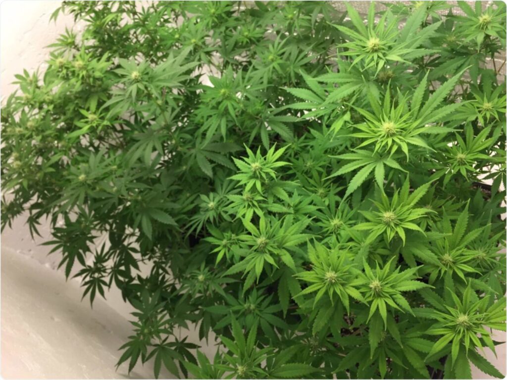 taniesianie, nasiona marihuany, painkiller XL