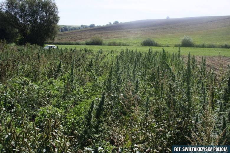 Ujawniono prawie 700 krzewów konopi na polu pietruszki