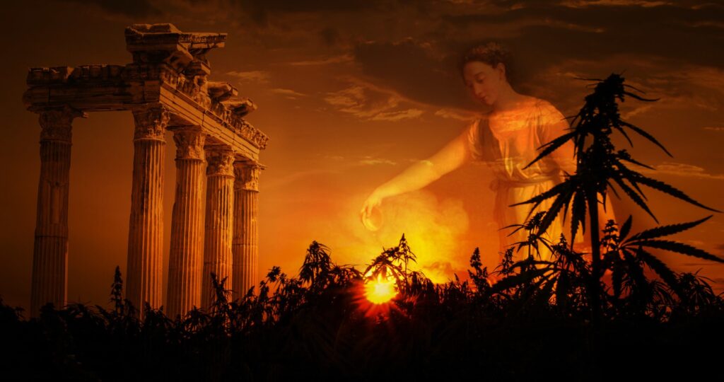 dożywocie za 80 roślin konopi