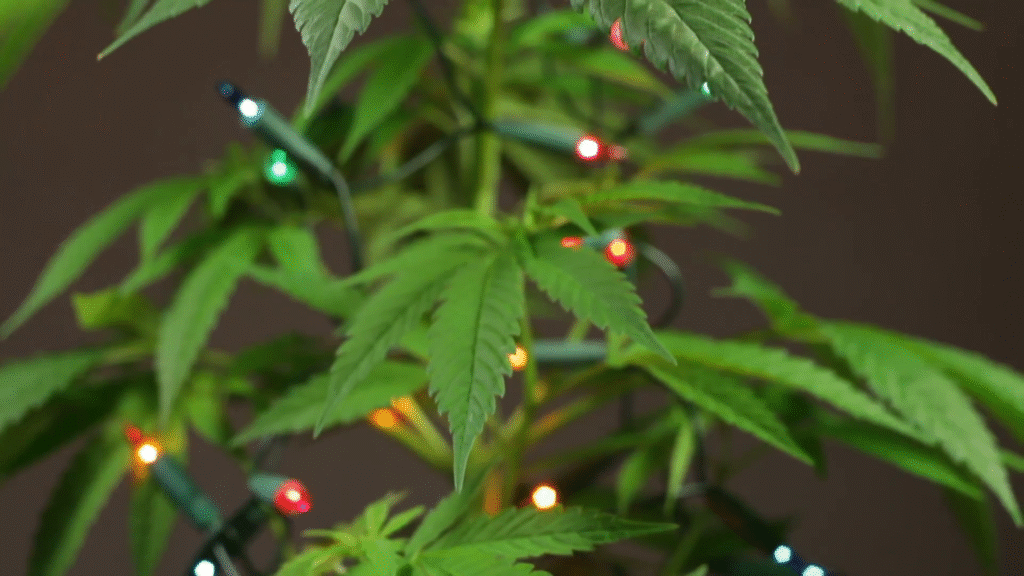 top 5 prezentów pod choinkę dla miłośników konopi