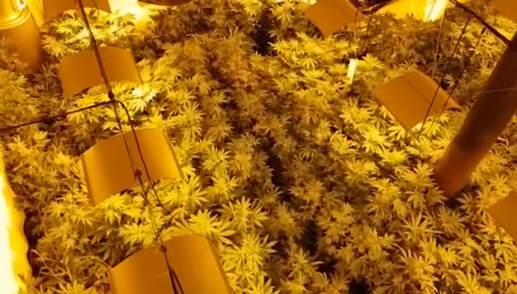 plantację marihuany