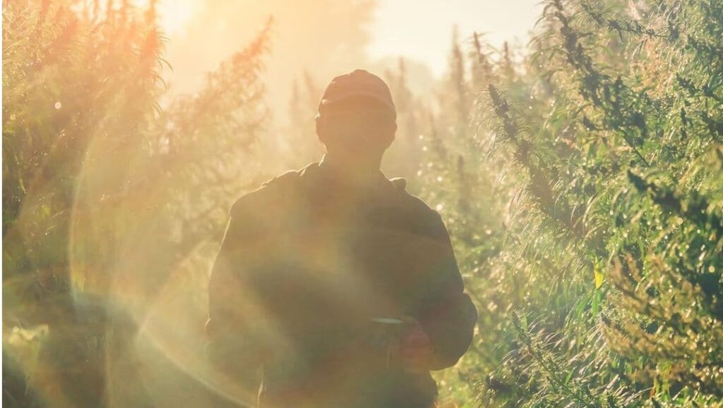 Czy nasiona odmian CBD podbijają rynek?