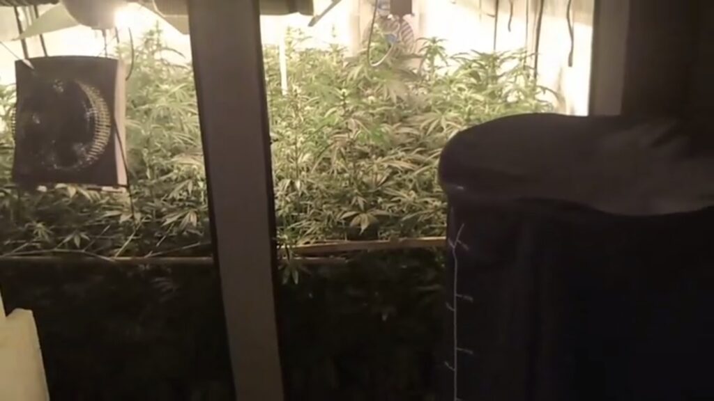 uprawę konopi indyjskich