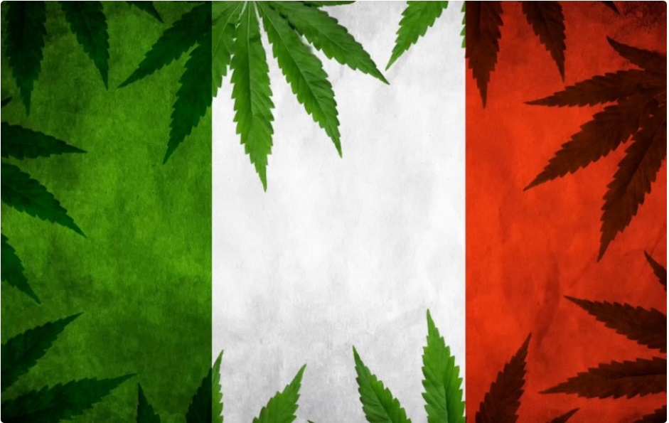 uprawiać konopie indyjskie