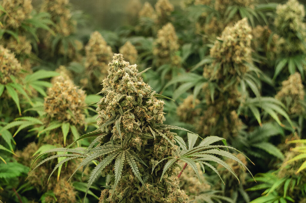 erekcja po marihuanie