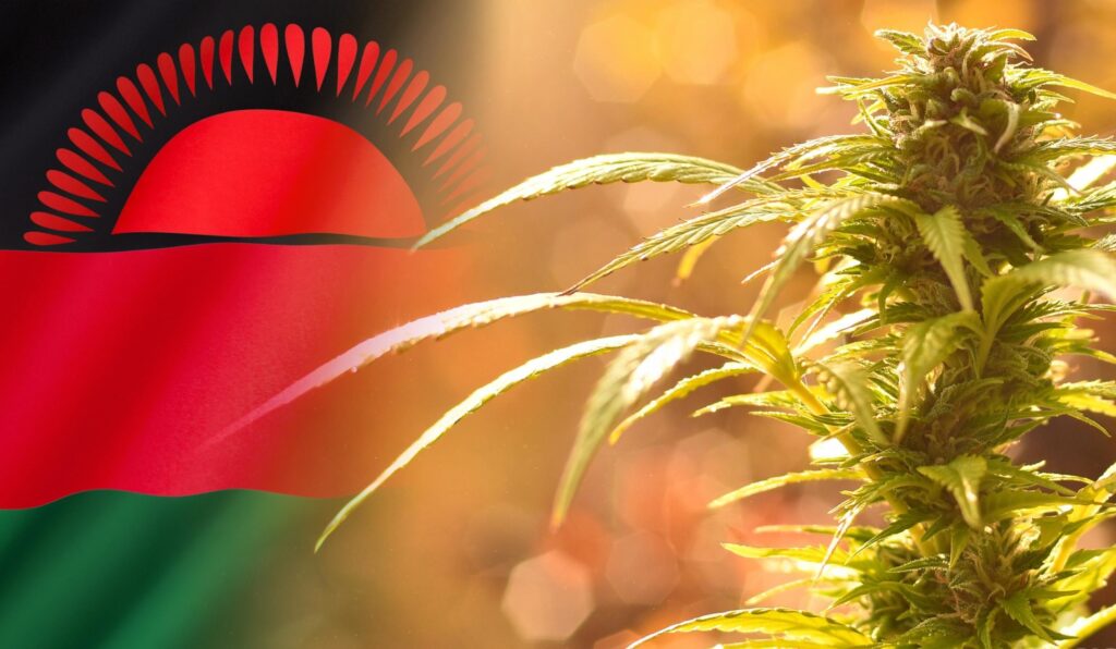 medyczną marihuanę