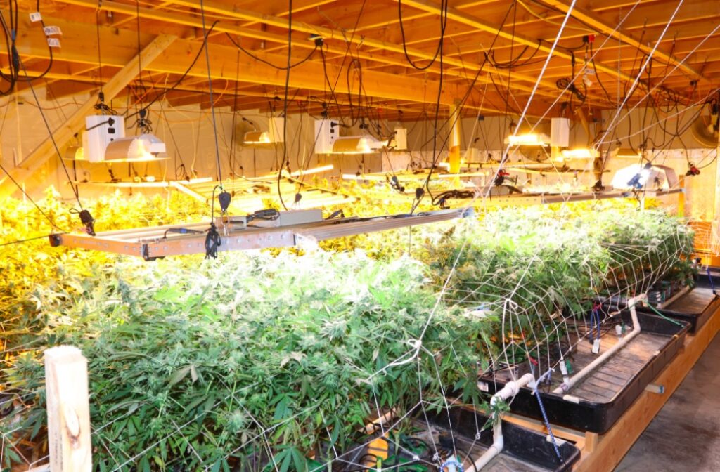 plantację konopi indyjskich