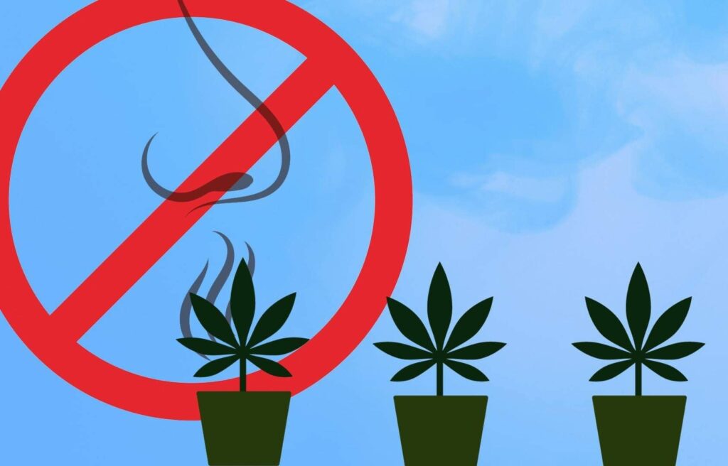 zapach uprawianych konopi