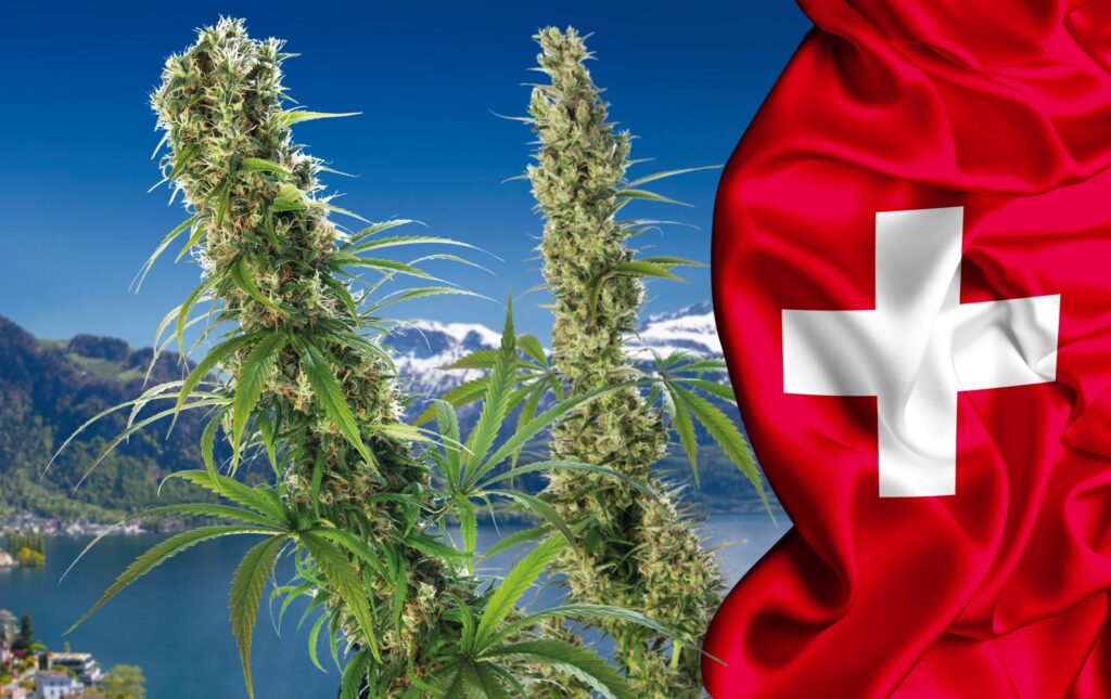 pilotażowy program legalizacji marihuany