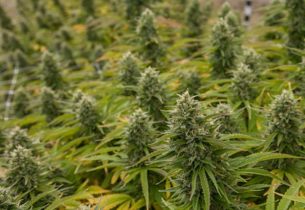 odmiany półautomatyczne