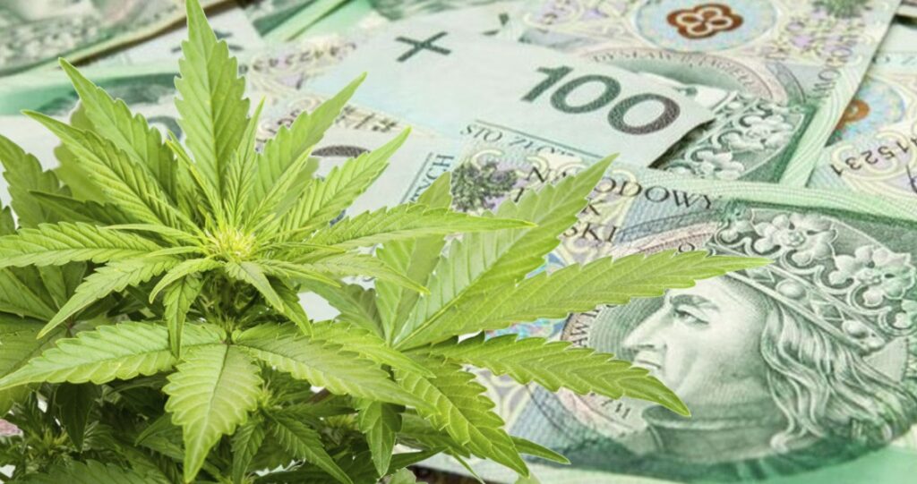 akcyza na susz konopny