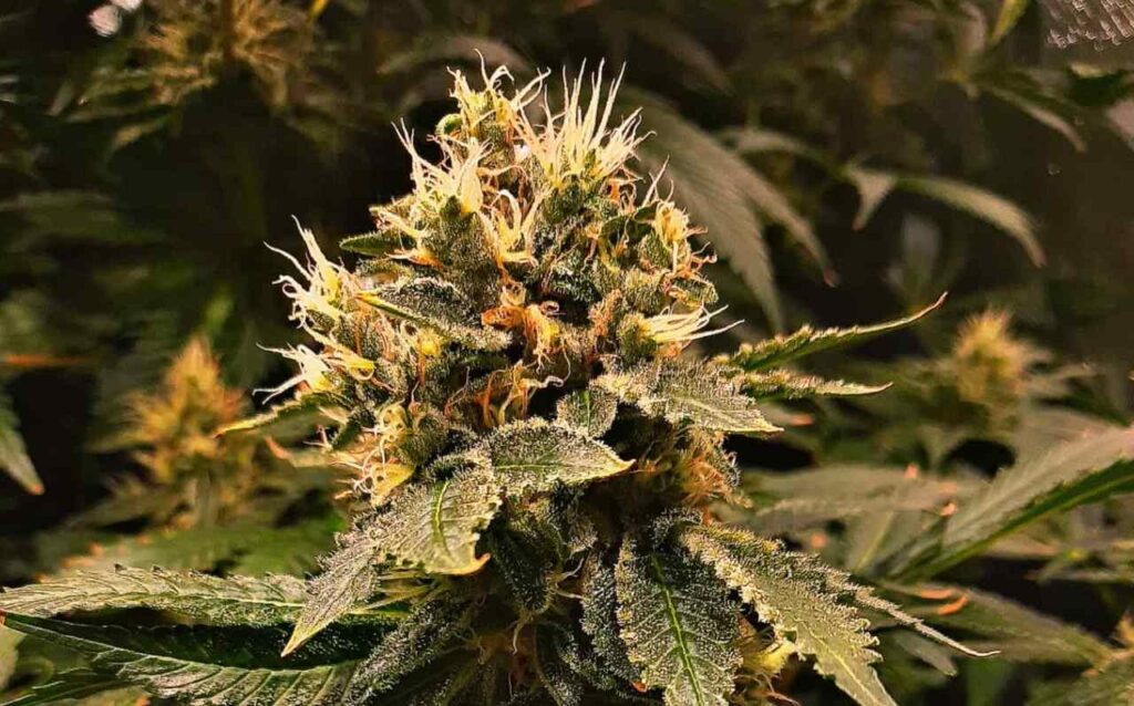 california orange skunk