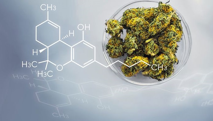 dopuszczalna zawartość THC