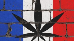 Francja zdelegalizowała susz CBD
