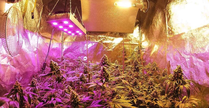 Uprawa konopi - 48 h ciemności