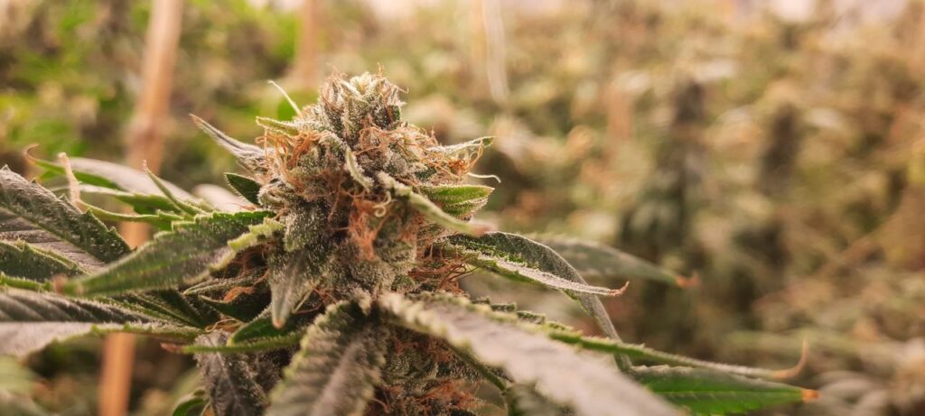 Hala uprawowa na wynajem