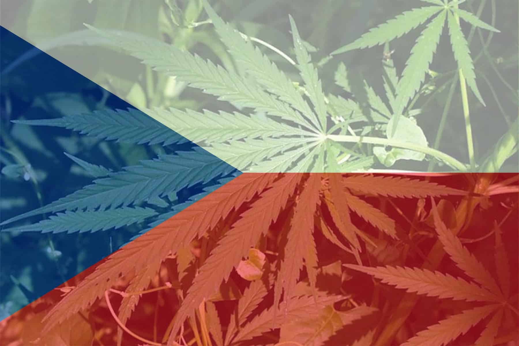 Czechy zalegalizują marihuanę