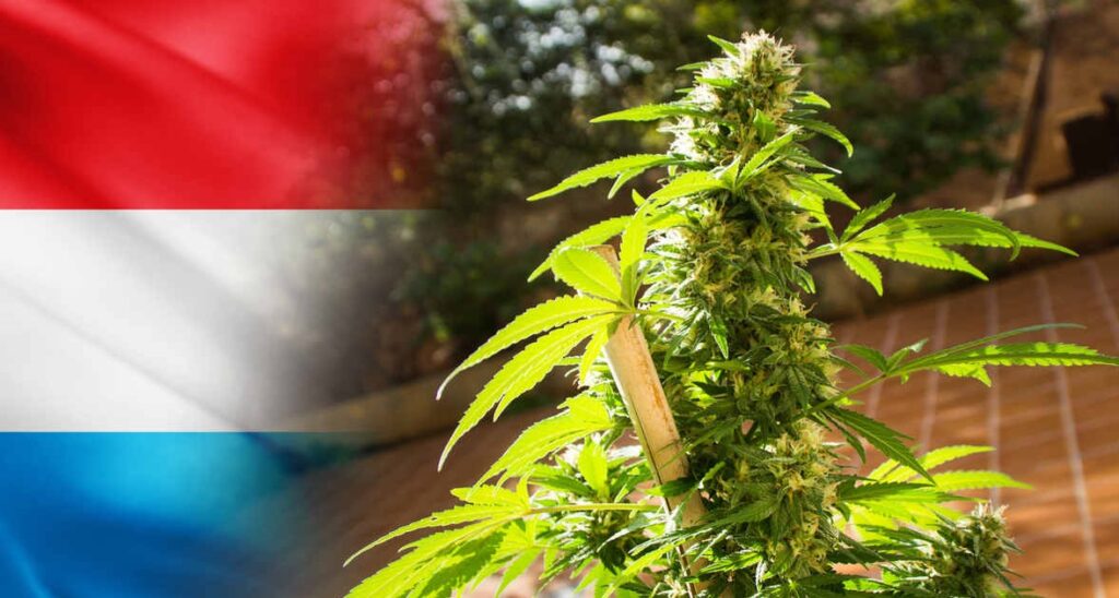 Luksemburg legalizuje marihuanę