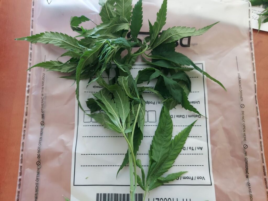 przeprosić policjantów bukietem z konopi