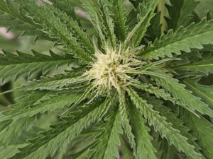 Festiwal Terapii Konopnych