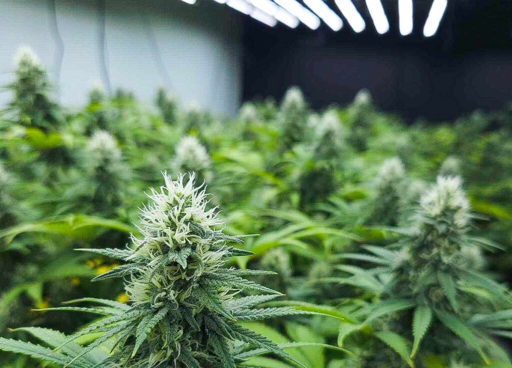 Niemiecki rynek legalnej marihuany