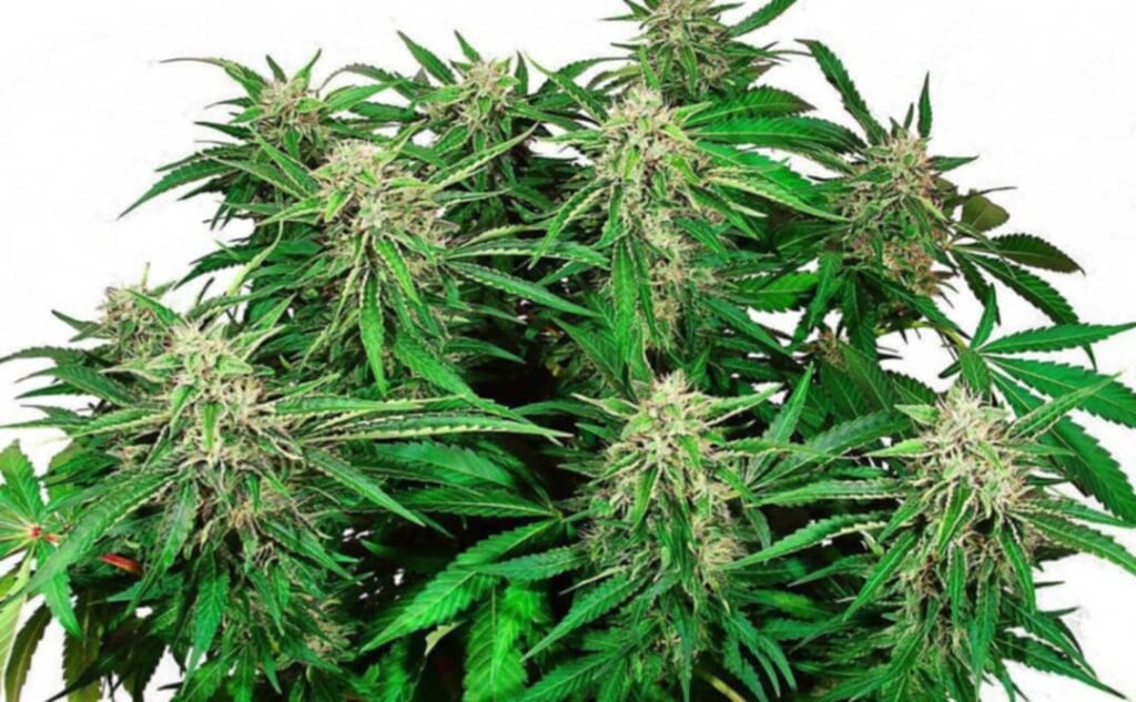 Uprawa konopi nasiona auto-kwitnące