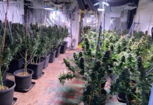 plantację konopi indyjskich