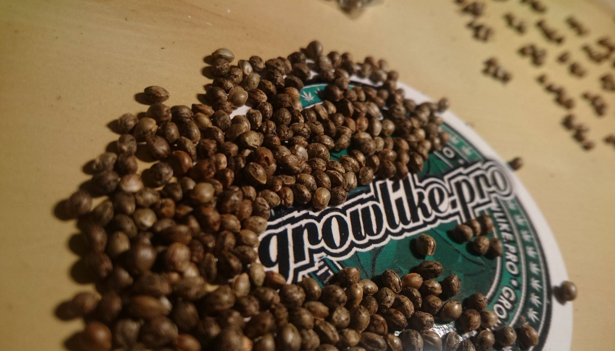 nasiona marihuany growlike.pro