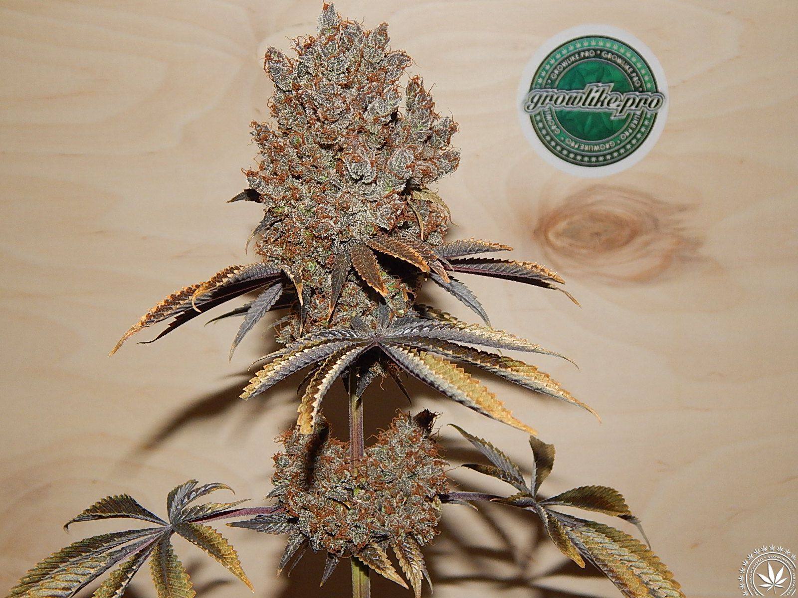 growlike.pro indoor uprawa