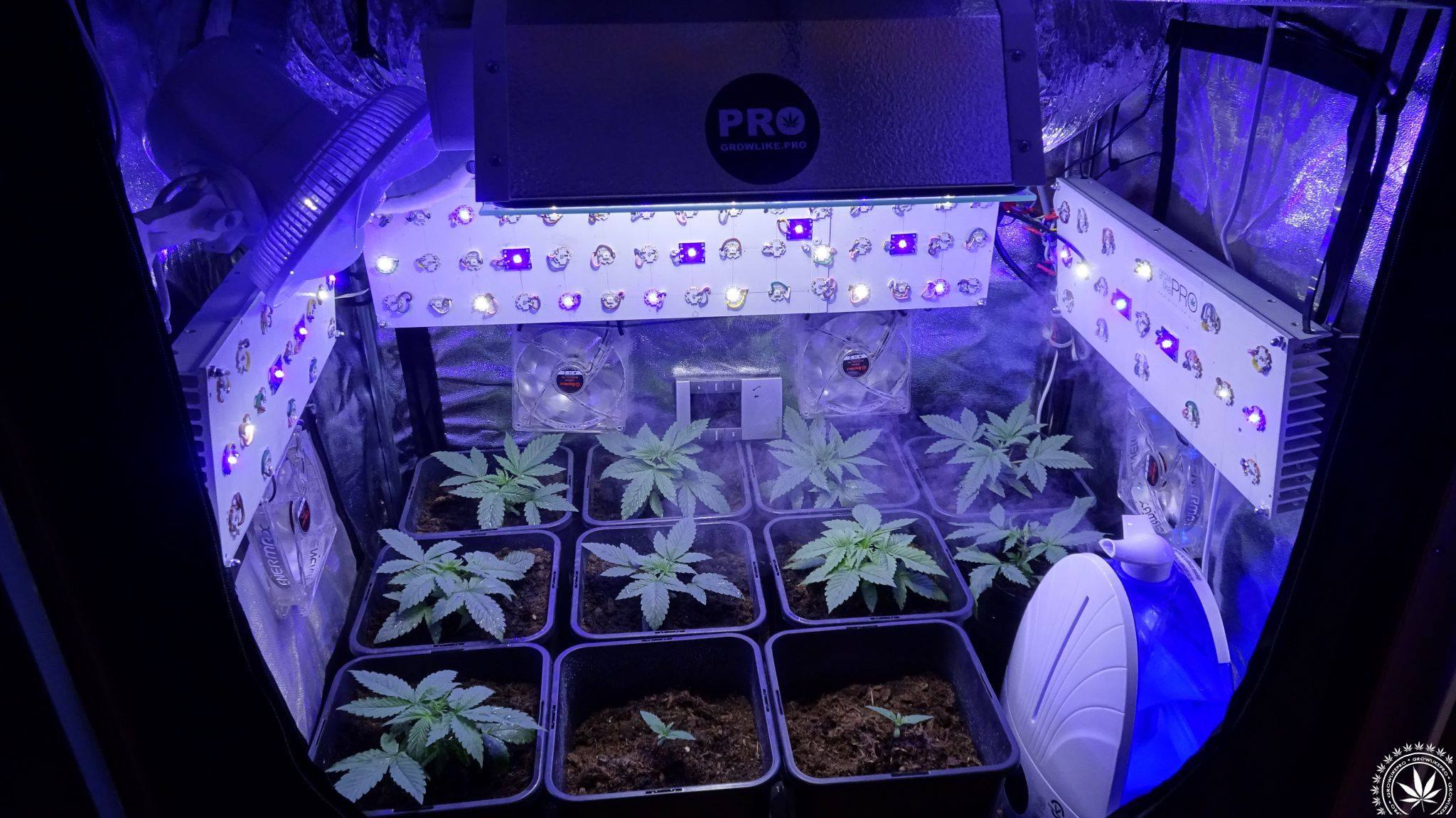 growlike.pro, zwiększanie ilości terpenów w marihuanie