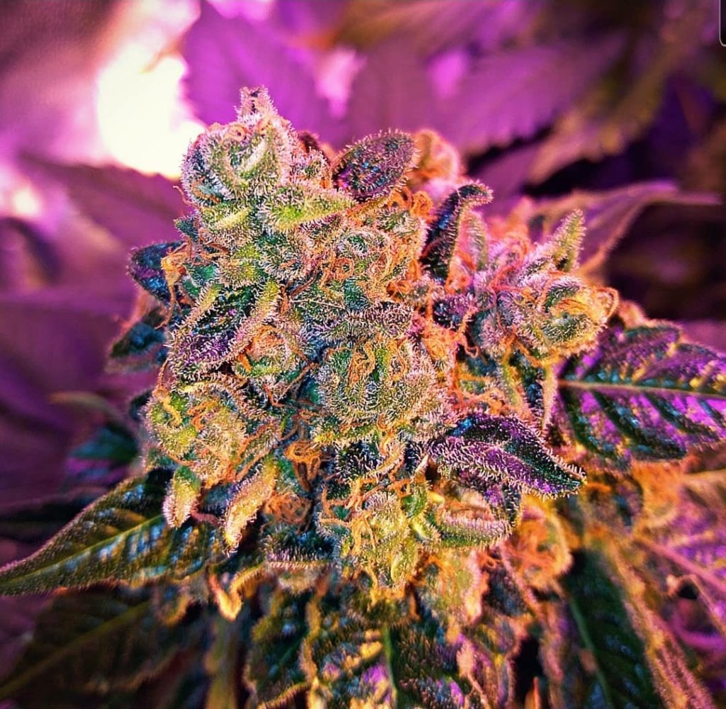 blue widow