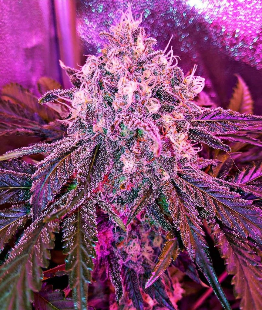 critical kush