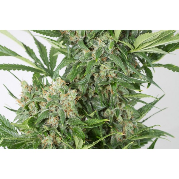 Amnesia XXL Autoflowering