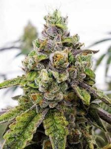 nowości od Pan Pestka Crew