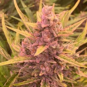 nowości od Pan Pestka Crew