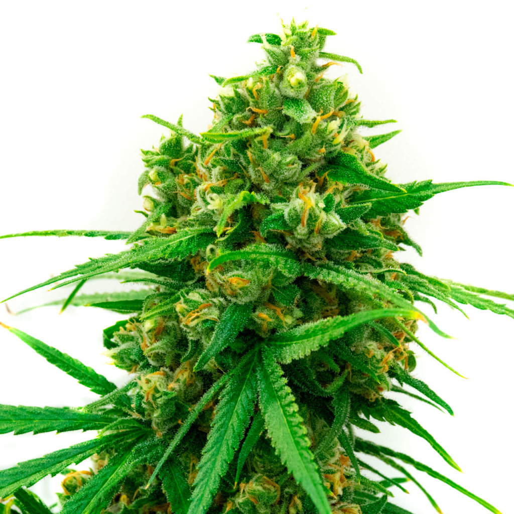 outdoor dla początkujących