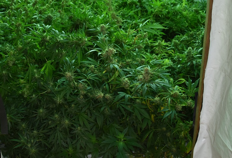 plantacja konopi indyjskich