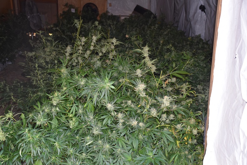 plantacja konopi indyjskich