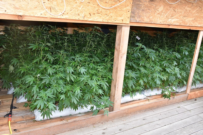 plantacja konopi indyjskich