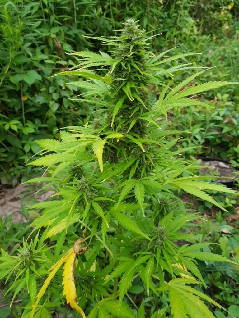 krzaków konopi