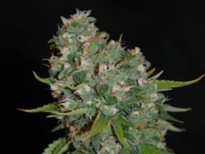 odmiany konopi amnesia auto