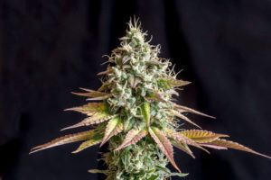 odmiany konopi skunk auto