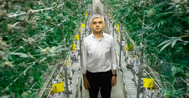 apeluje o częściową dekryminalizację marihuany