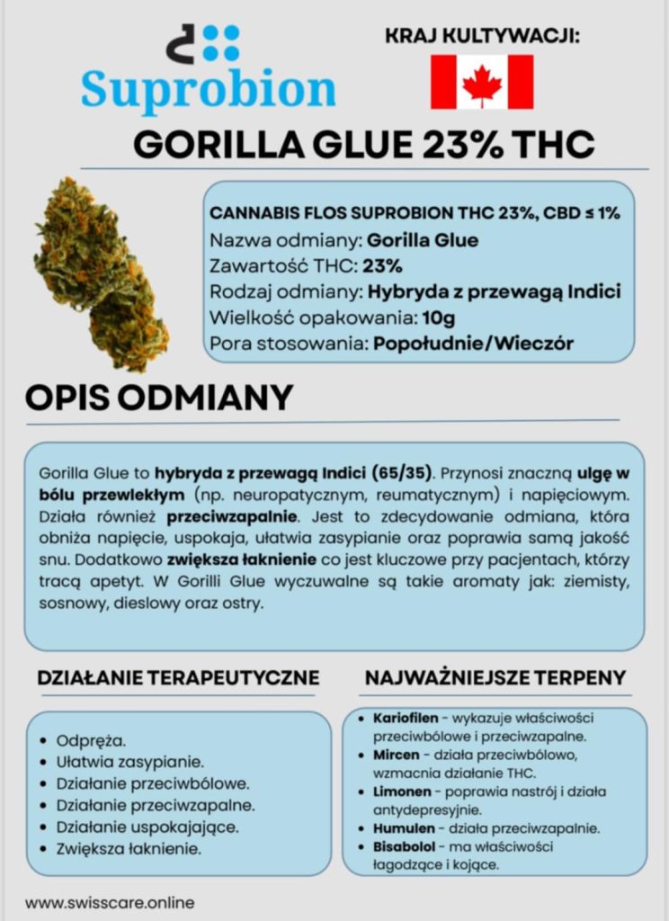 nowe odmiany medycznej marihuany