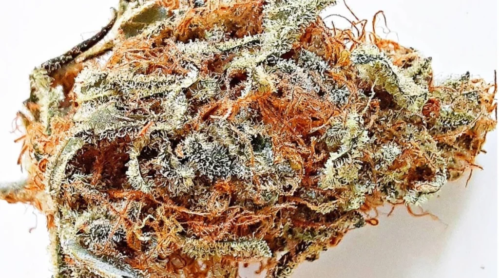 Jak rozpoznać dobrej jakości marihuanę