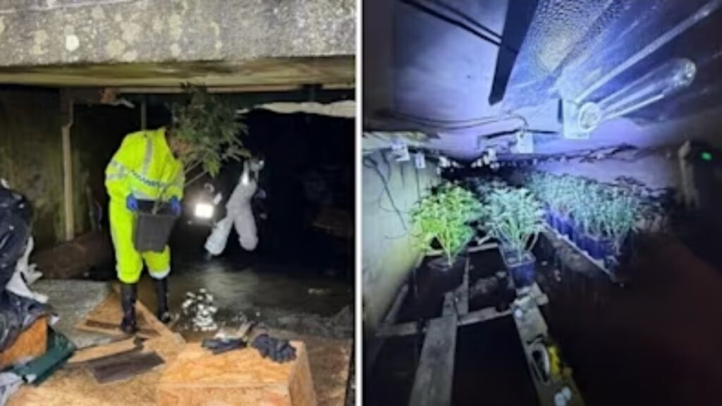 Anglia: Plantacja marihuany ujawniona