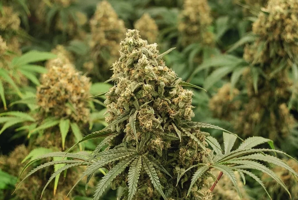 gdzie marihuana jest legalna